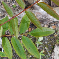 Sorbus helenae EN3088